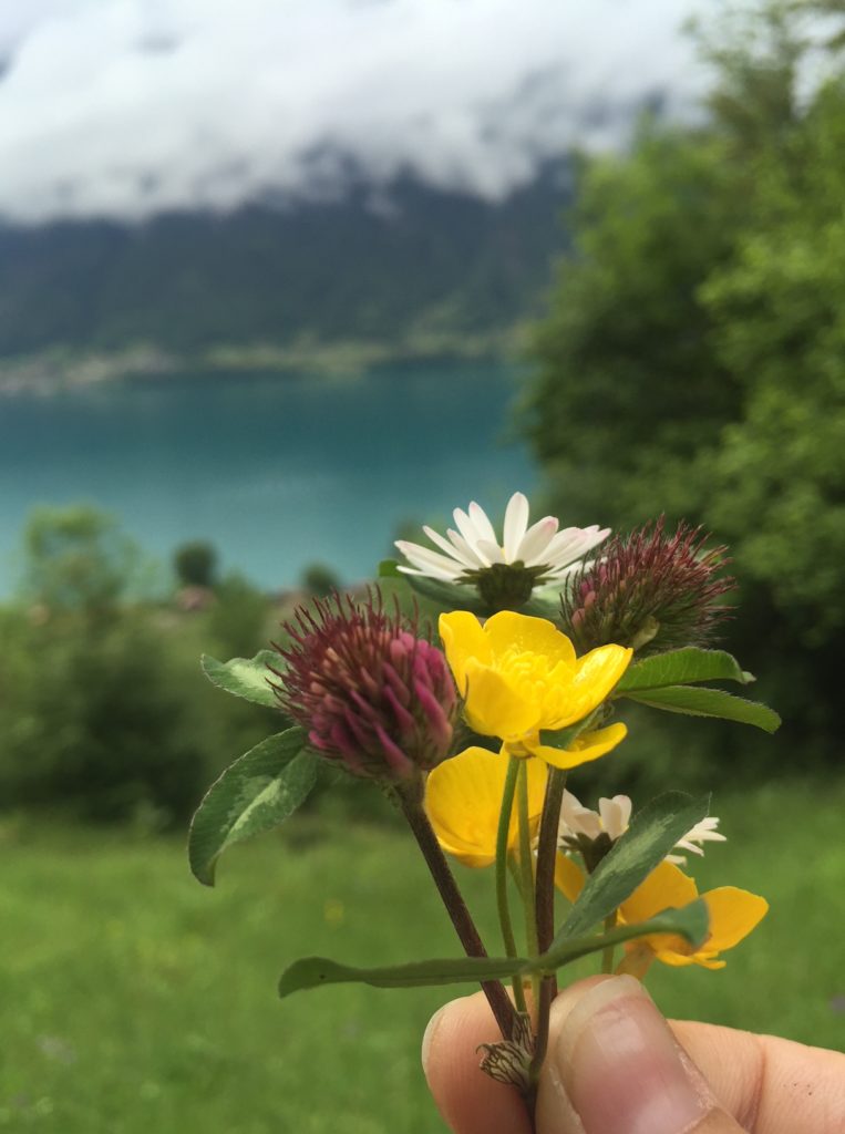 Interlaken wildflowers