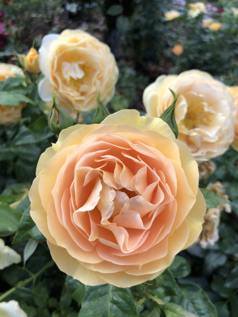 Oregon rose garden