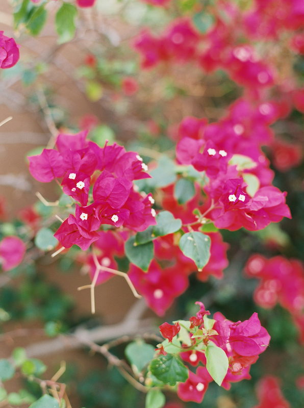 Bougainvillea pink flowers.