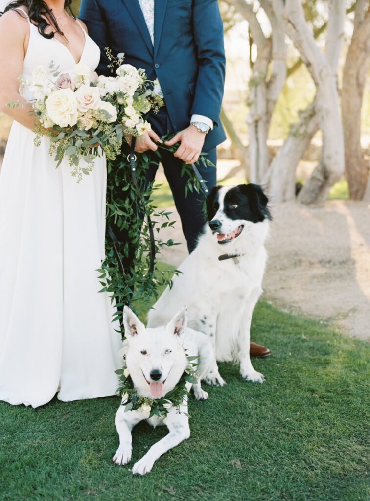 Bride and groom standing in grass with desert landscape behind them while holding two dogs on leashes and bride holding a bouquet.
