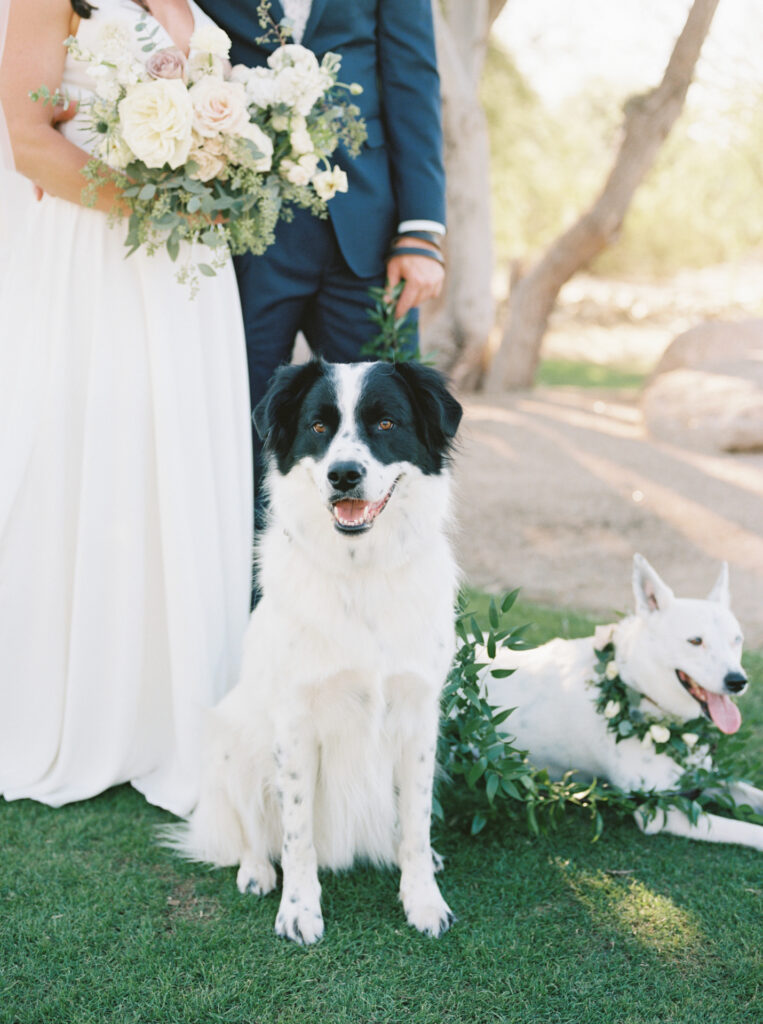 Two dogs sitting and laying in front of bride and groom in grass.