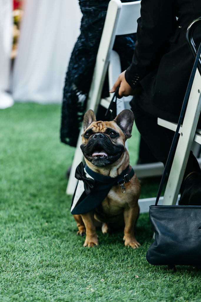 Bull dog at wedding sitting in ceremony aisle wearing dog costume tuxedo.