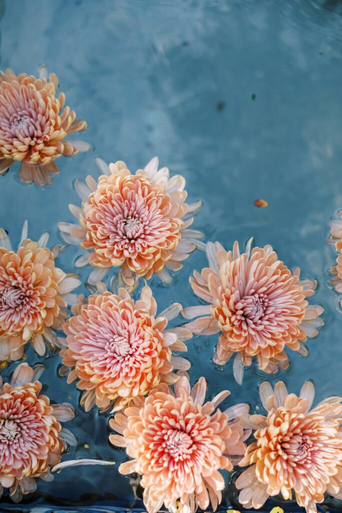 Pink mums flowers floating in water.