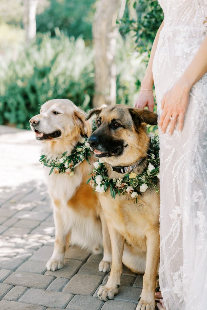 Two dogs at wedding with greenery and flowers collars.