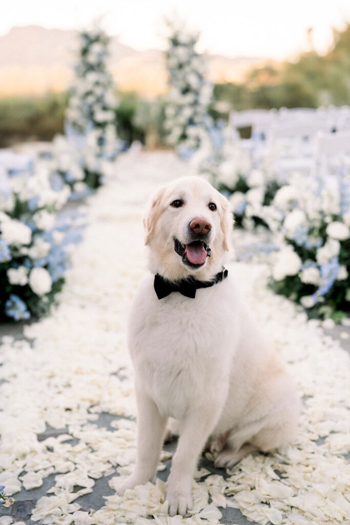 Soft yellow colored dog sitting in wedding aisle with wearing black bow tie.
