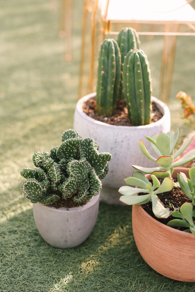 Wedding ceremony back of aisle ground arrangements of cacti and succulents.