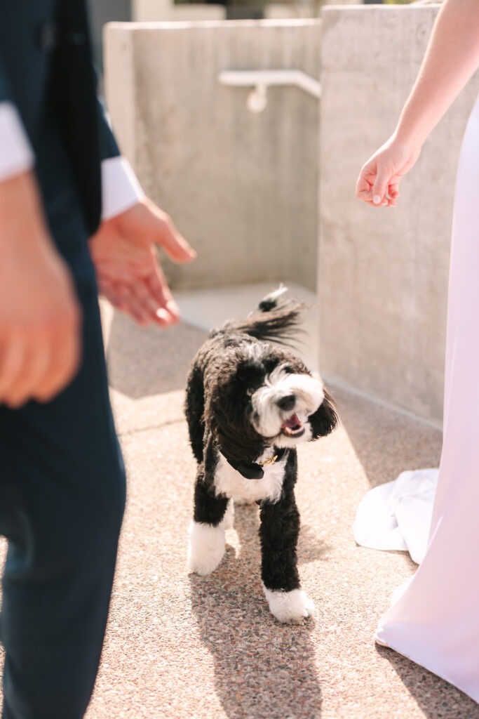 Black and white dog walking along behind bride and groom on sidewalk.